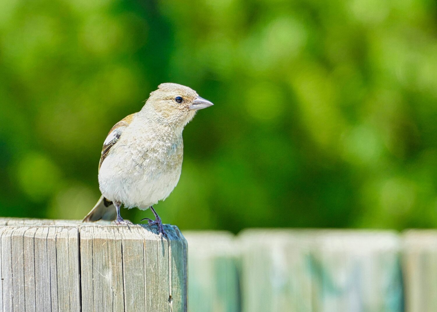 Birds close-up