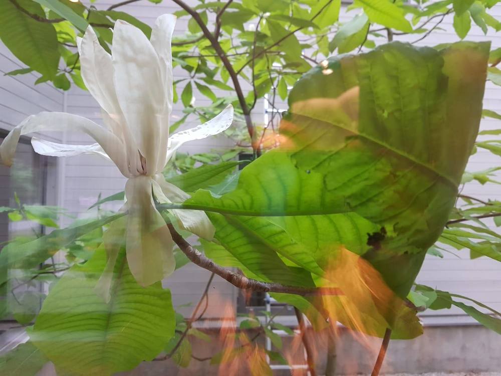 Photograph by Baiba Mennika Paegle