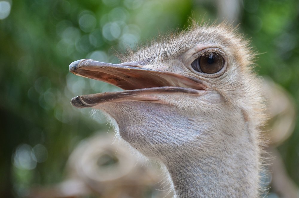 Photograph by Анатолий Румачик