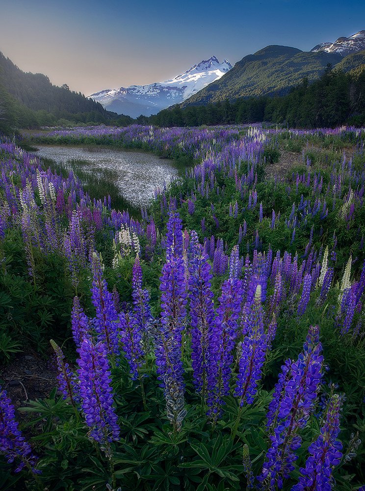 Lupinos en el tronador