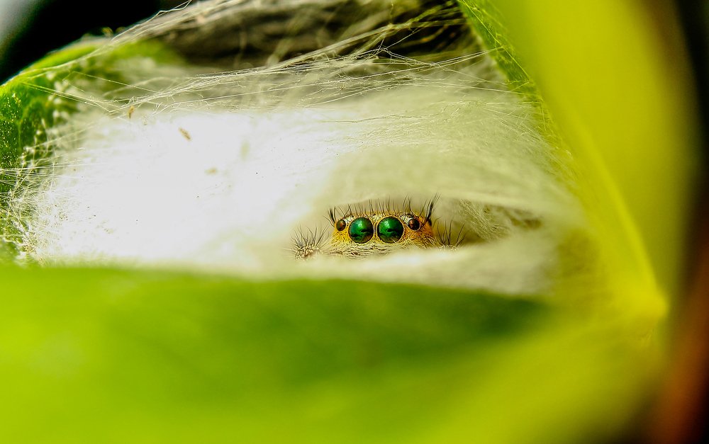 Photograph by Yusuf Buchari