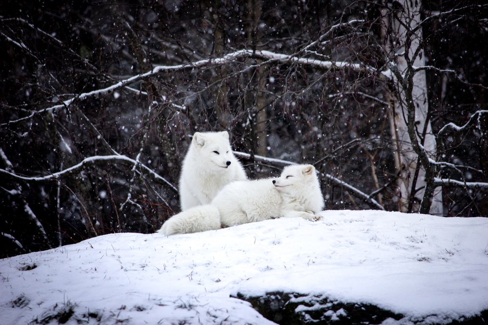 Arctic Fox
