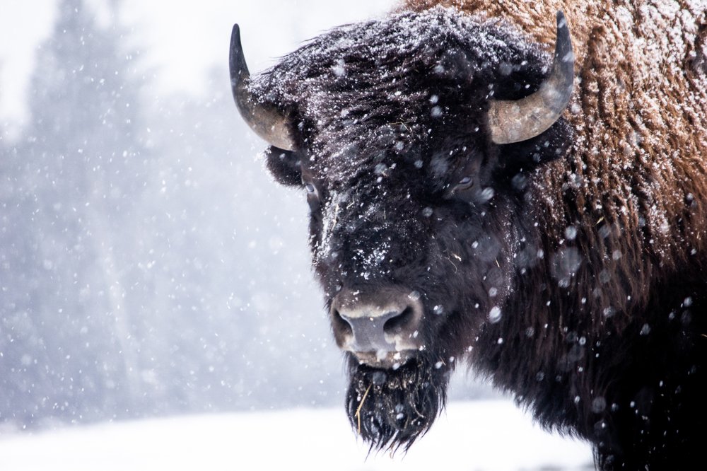 American Bison