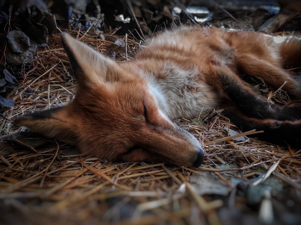 Сладкий сон