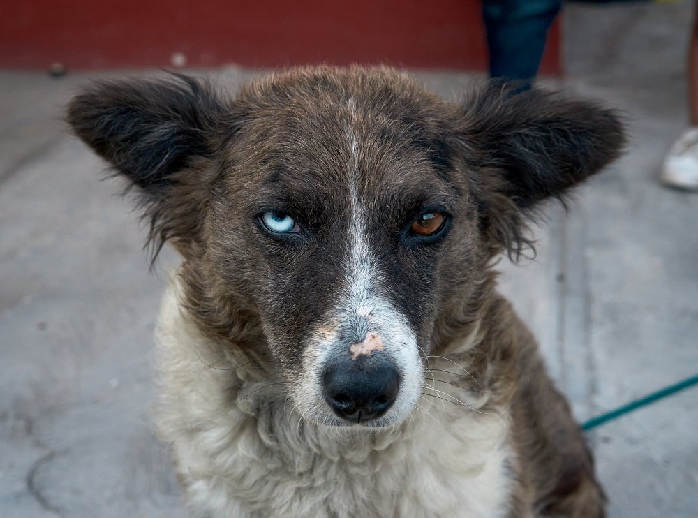 Heterocromía canina