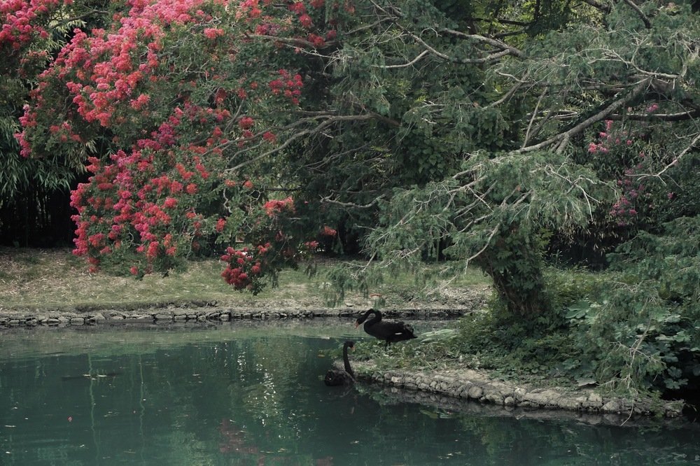 Лебединый пруд