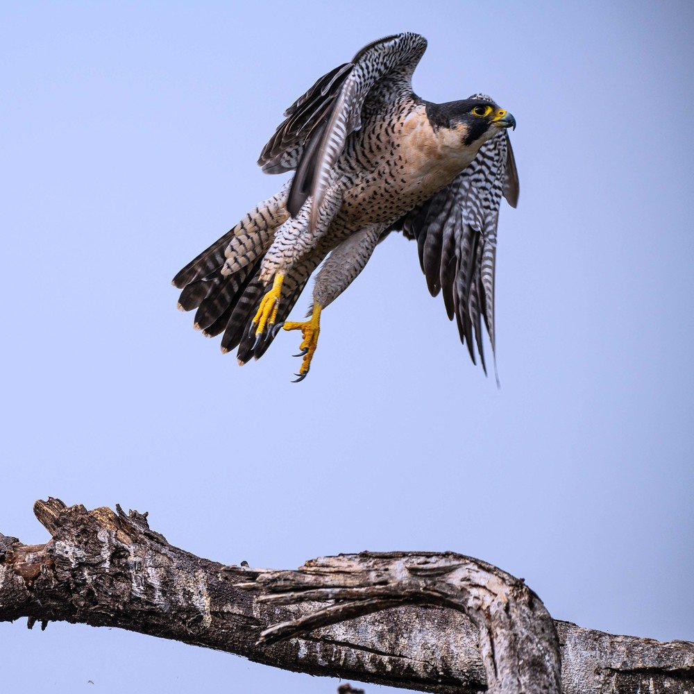 Фотография автора Gopal Sutar