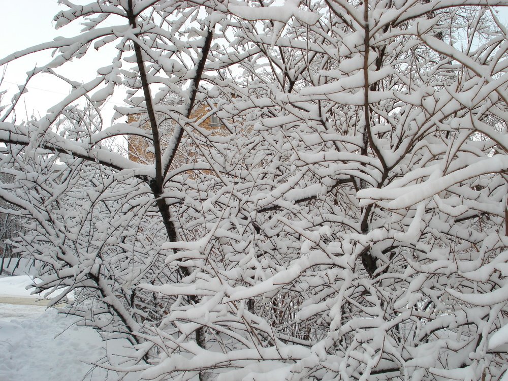 Photo #5494648