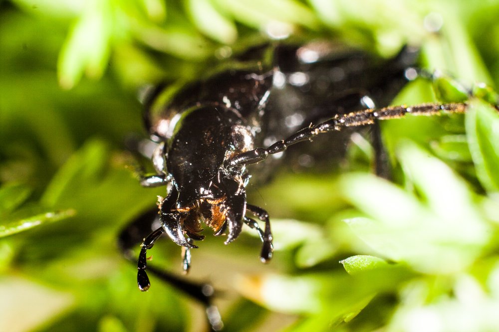 Сердитый жук