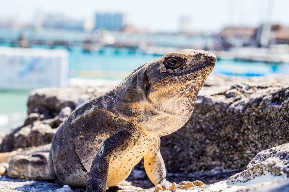 Игуана на пляже Канкун