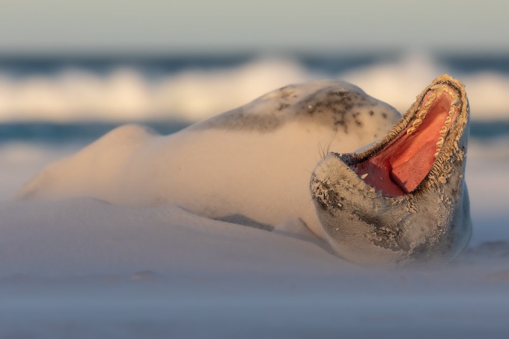 Leopard Seal