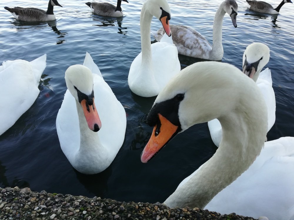 Благородное Собрание