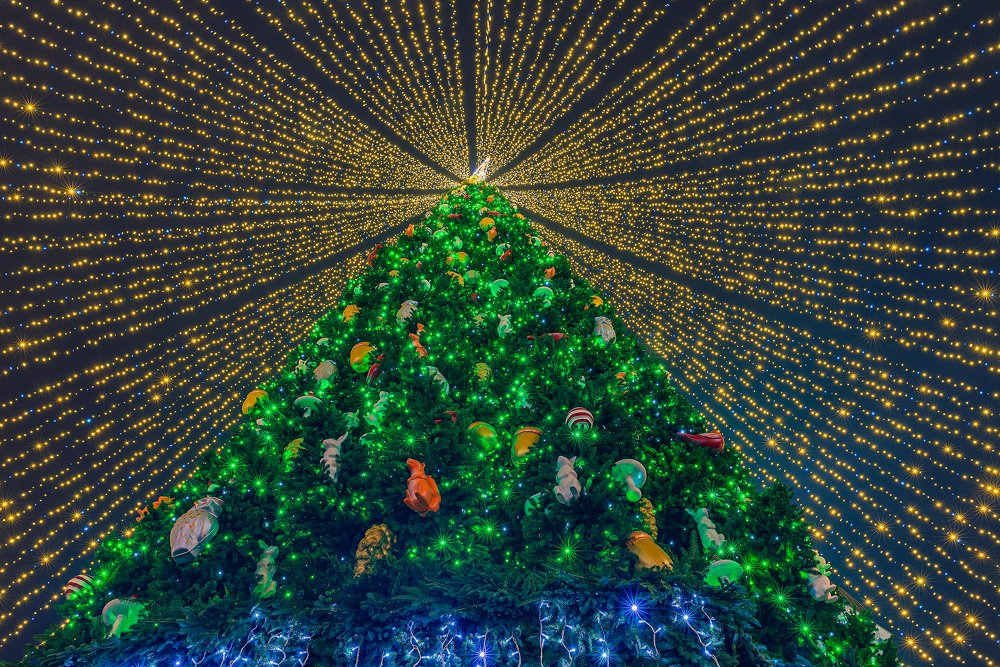 Christmas Tree at Cathédrale Sainte-Sophie