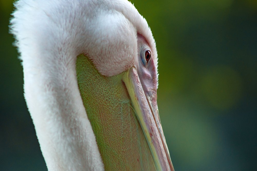 Наследник динозавров