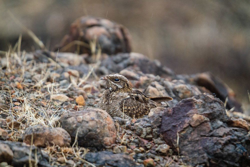 Photograph by Sameer Mudaye