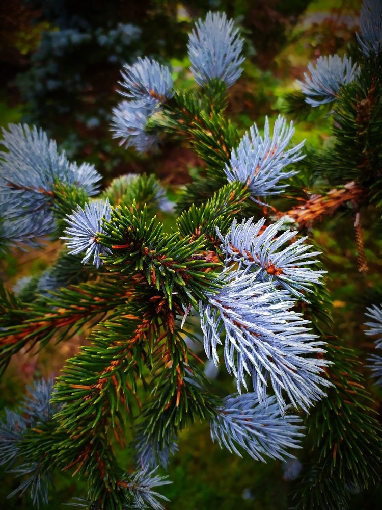 Photograph by Елена Павлова