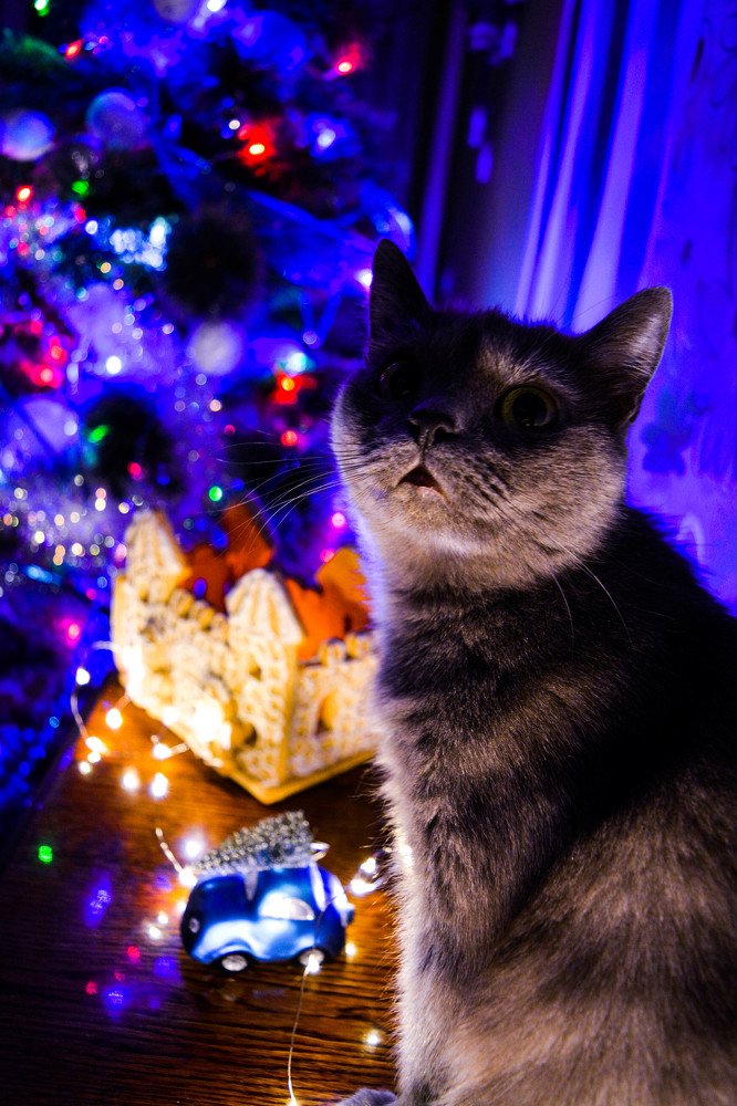 Фотография автора Оля Алехнович