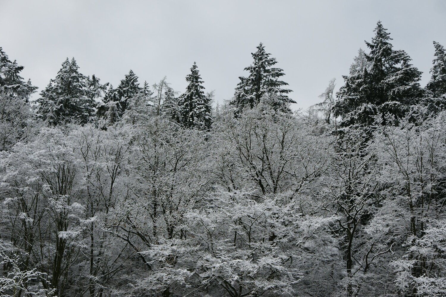 Photo #5495842