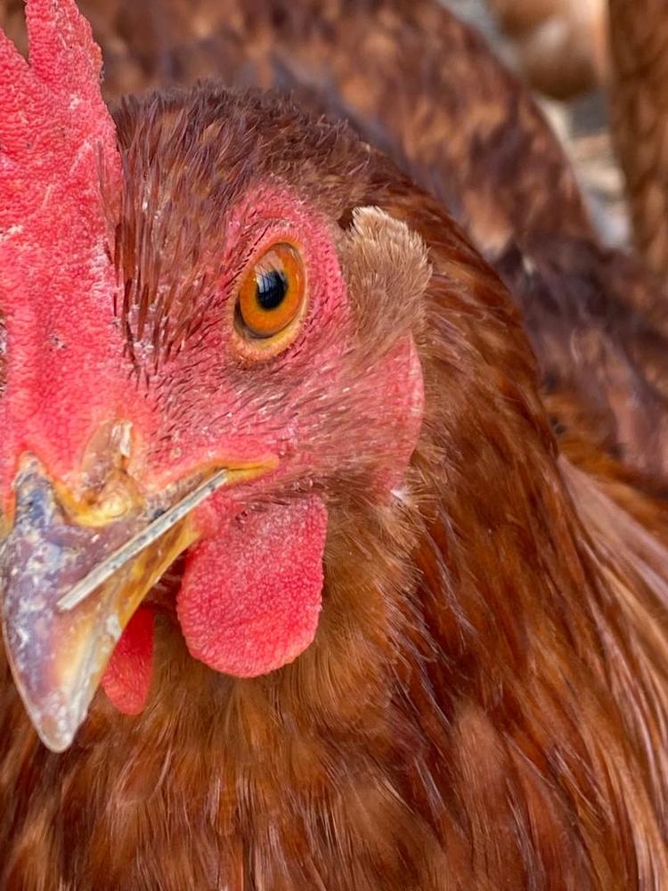 Photograph by Antonina Geçkil