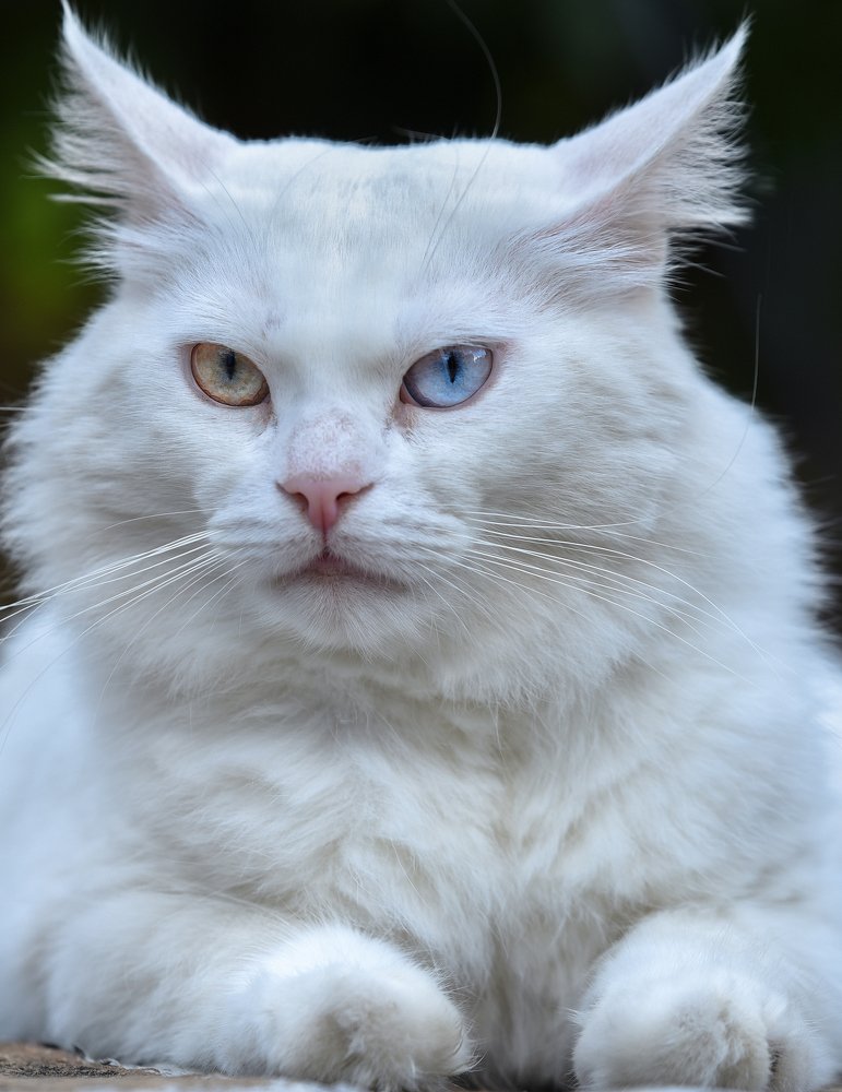 Photograph by Валерий Одинцов