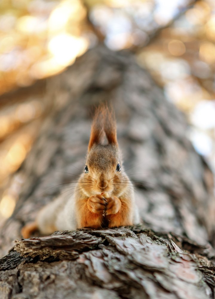 Red squirrel