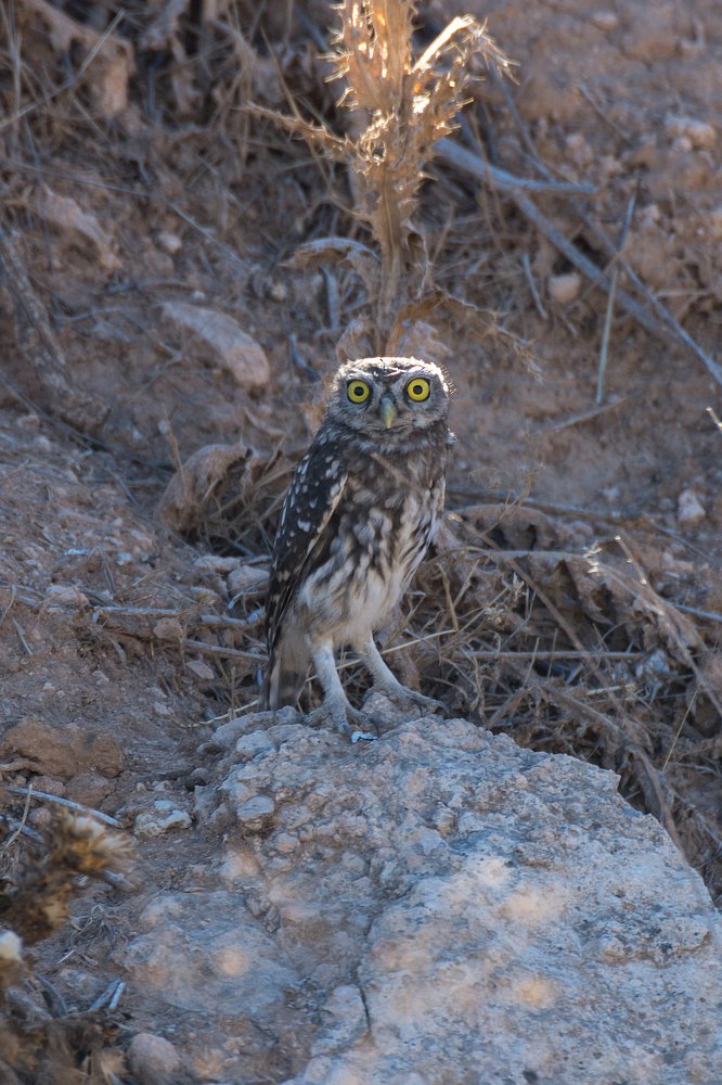 Photograph by Marcos Contreras Ortiz