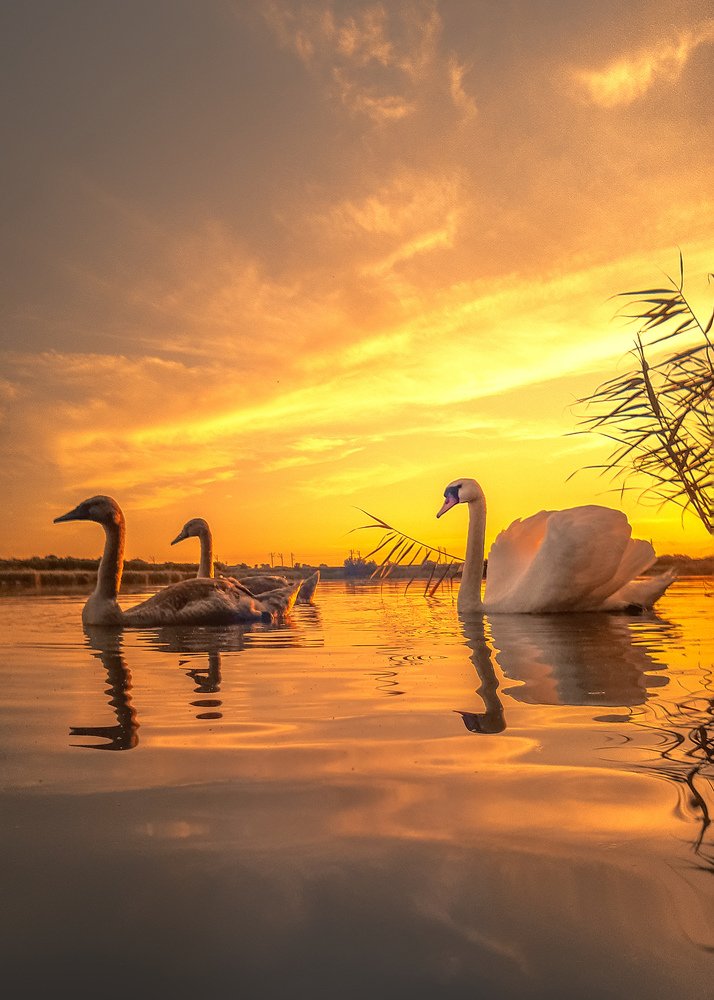 Photograph by Сергей Колос