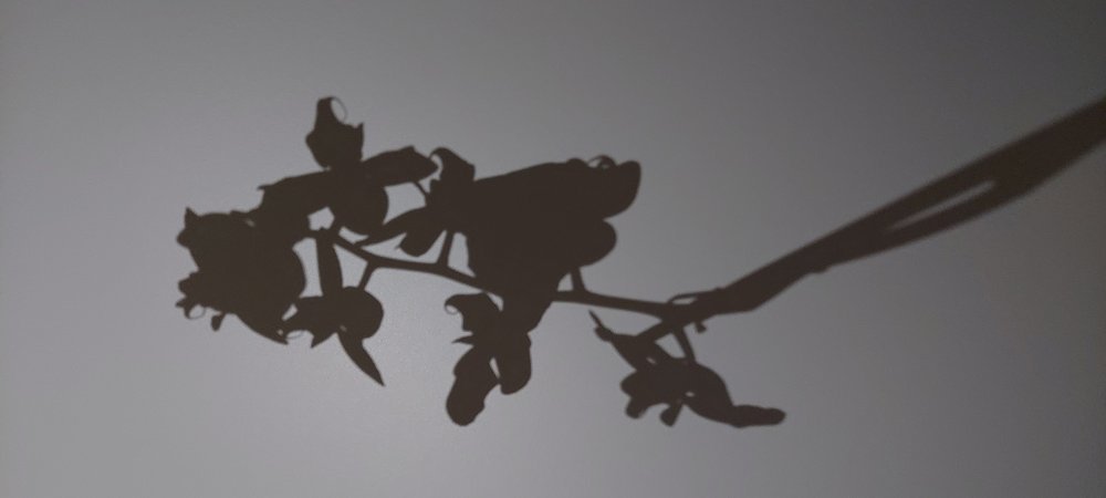 Photograph by Алина Акишина