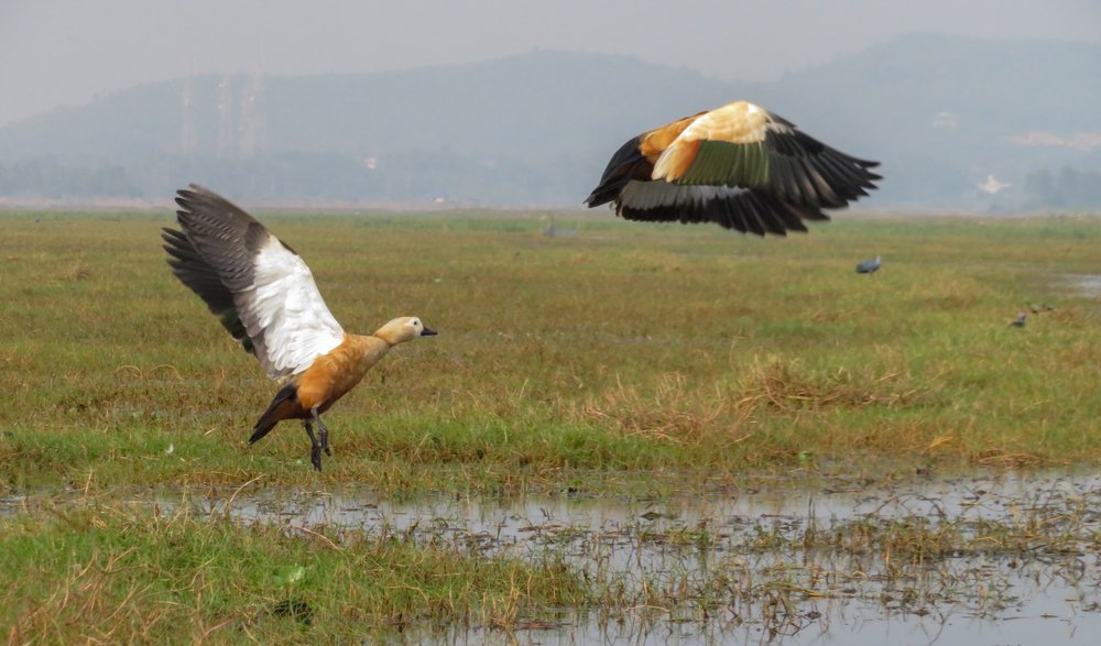 Flight of ruddy shelduck