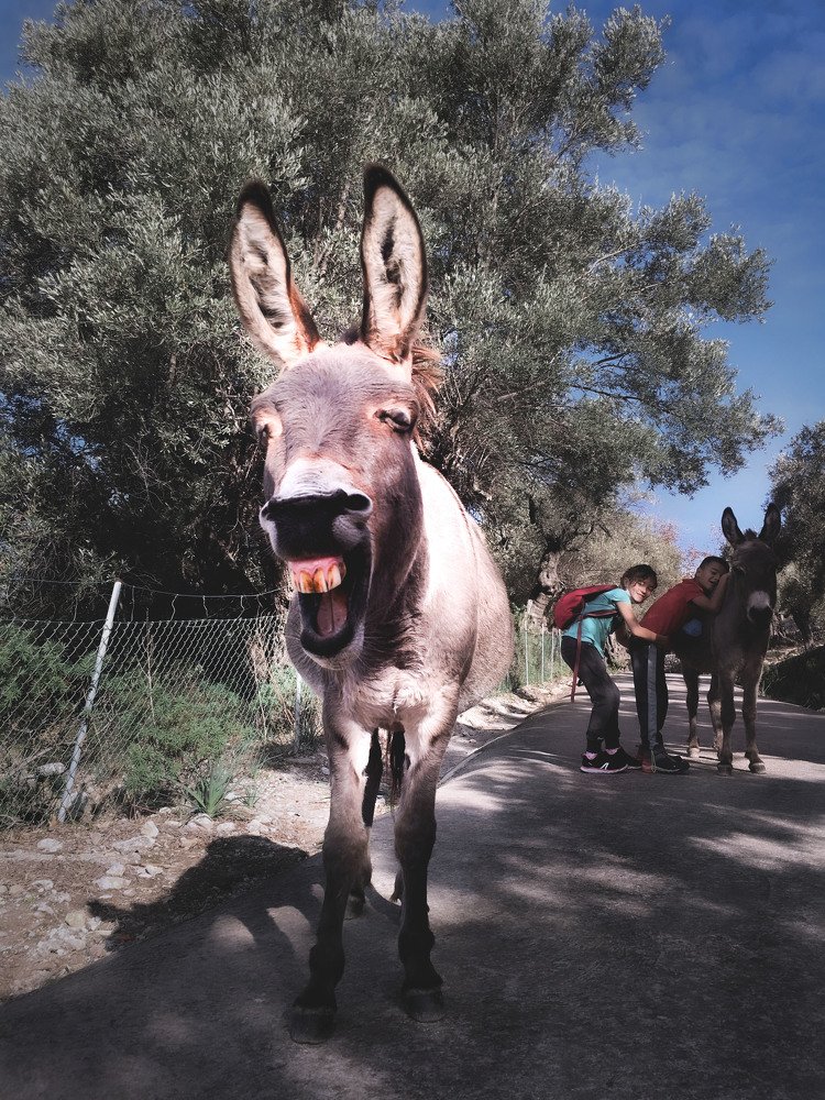 wild donkey