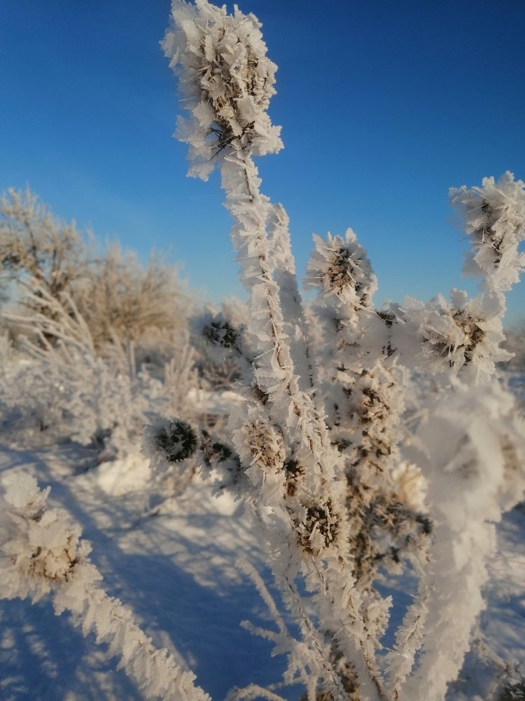 Морозные кристалы
