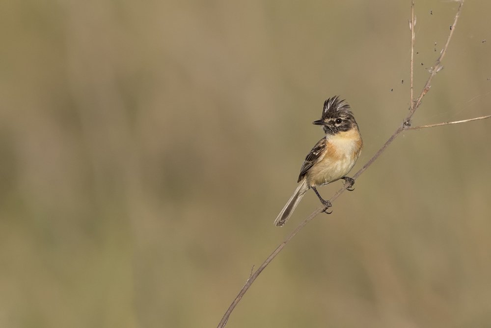 Tachurí Canela (Polystictus pectoralis) in the grasslands.