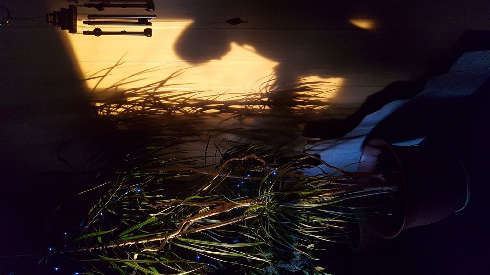 Дома под пальмой