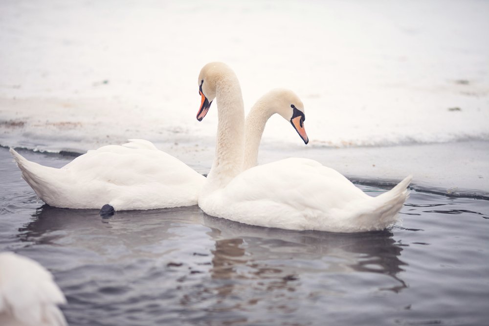 Photograph by Марина Комина