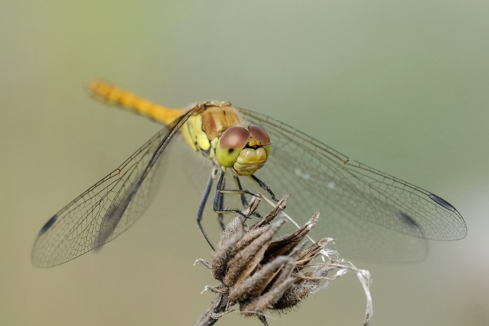Sympetrum striolatum