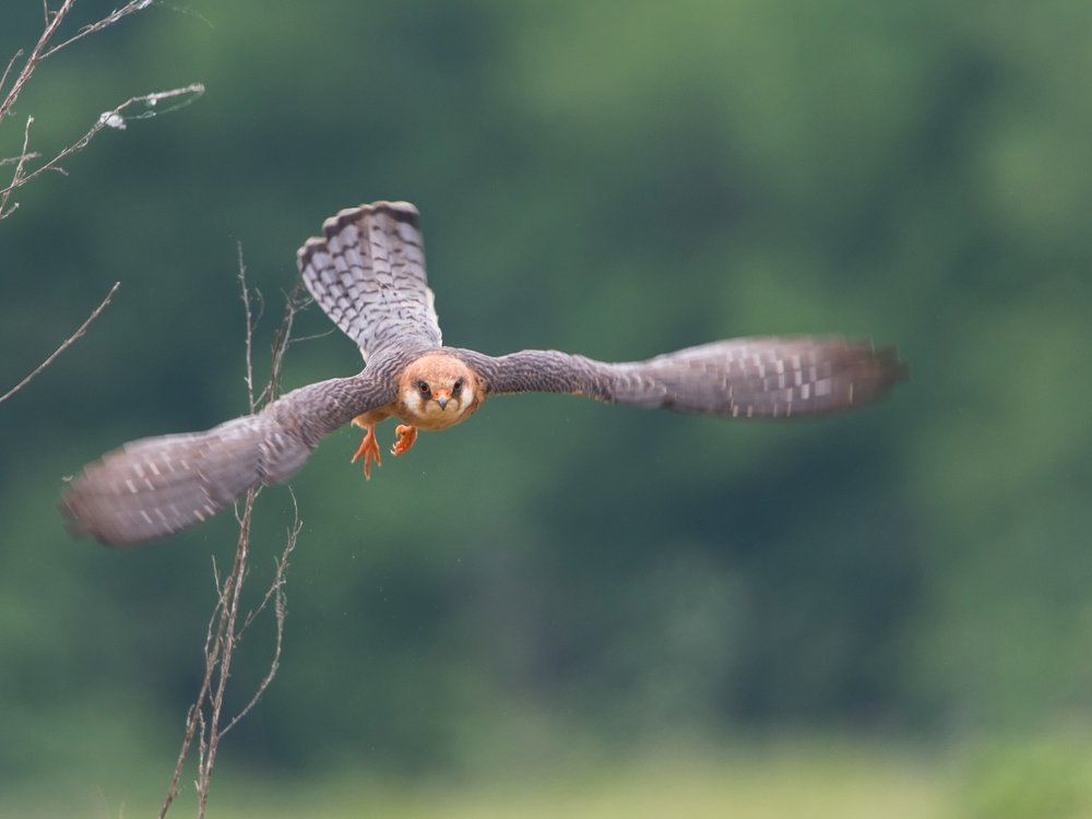 Red-footed falcon