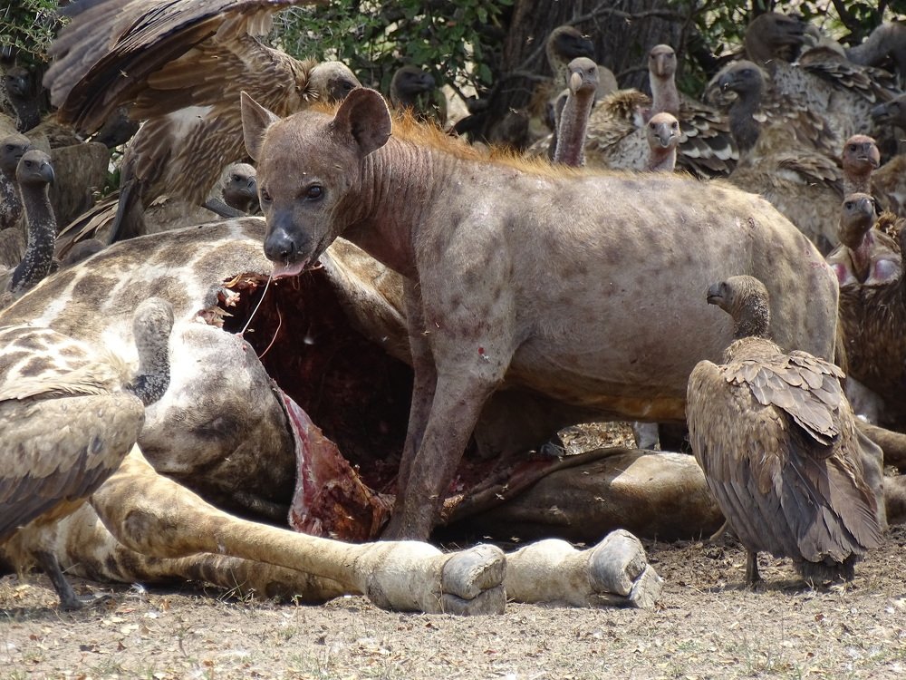 Photo #5496989