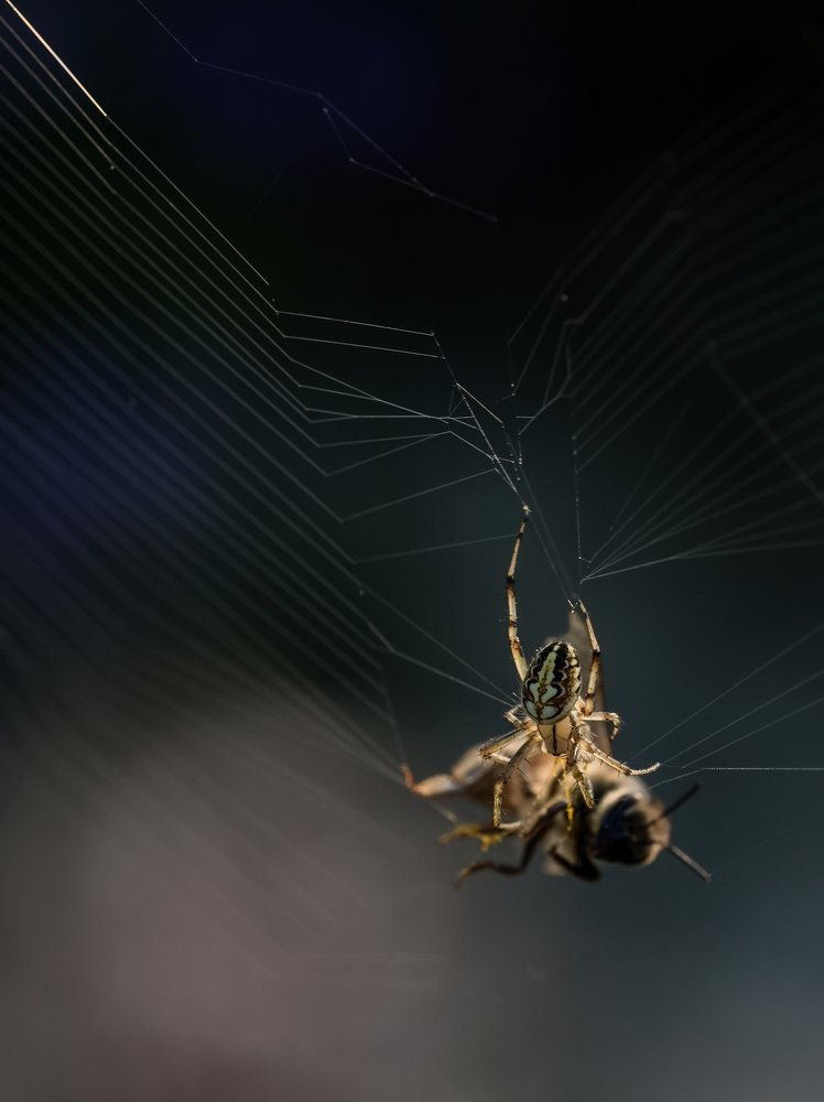 Neoscona adianta with prey