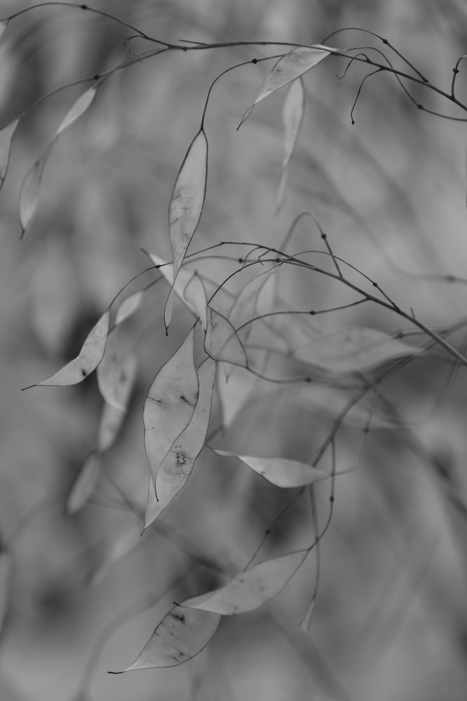 Белые тени.