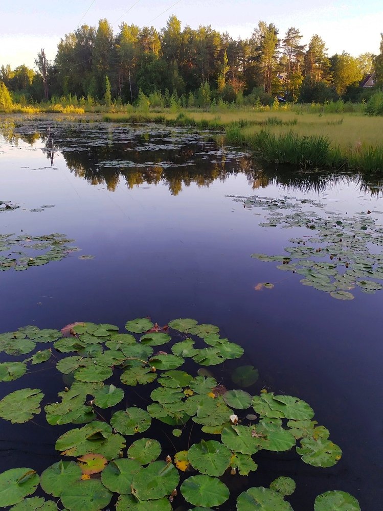 Photograph by Елена Павлова