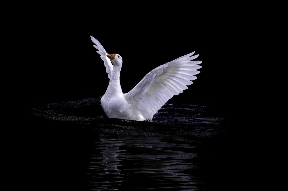 Photograph by Andre Miranda