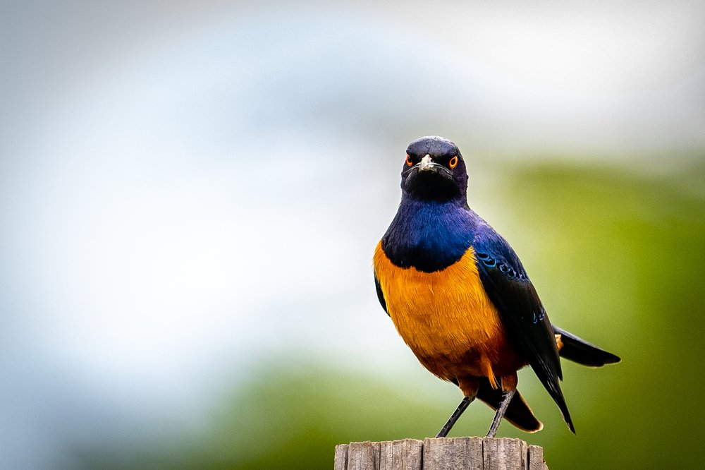 Photograph by Дмитрий Николаев