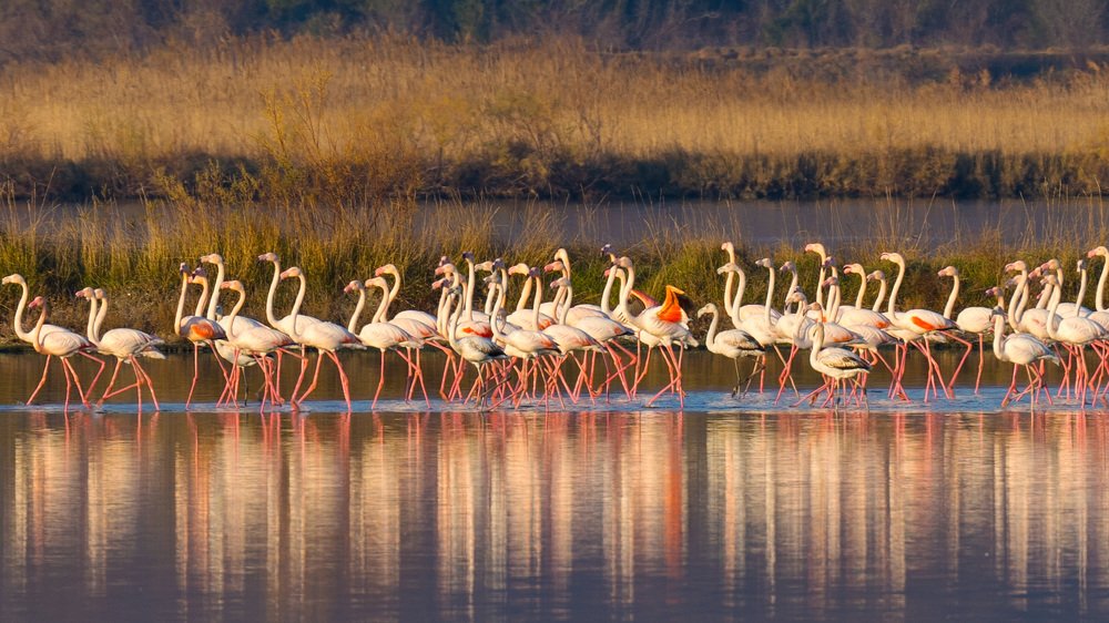 Flamingos