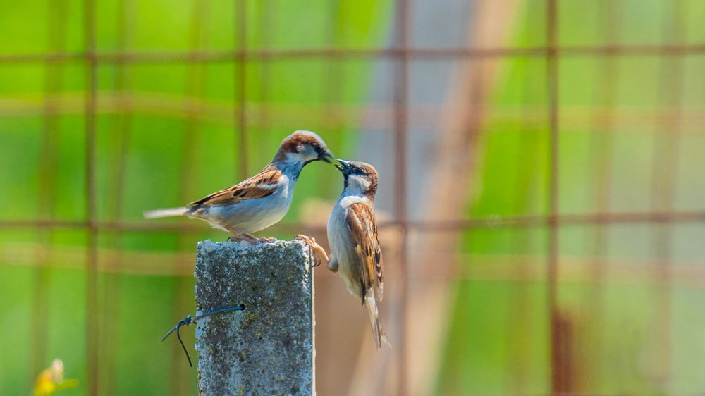 Photograph by Robert Jankovic