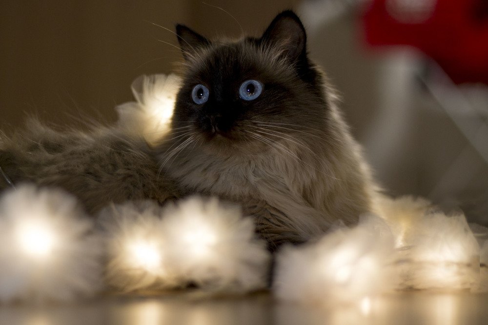 Photograph by Ирина Мамонова