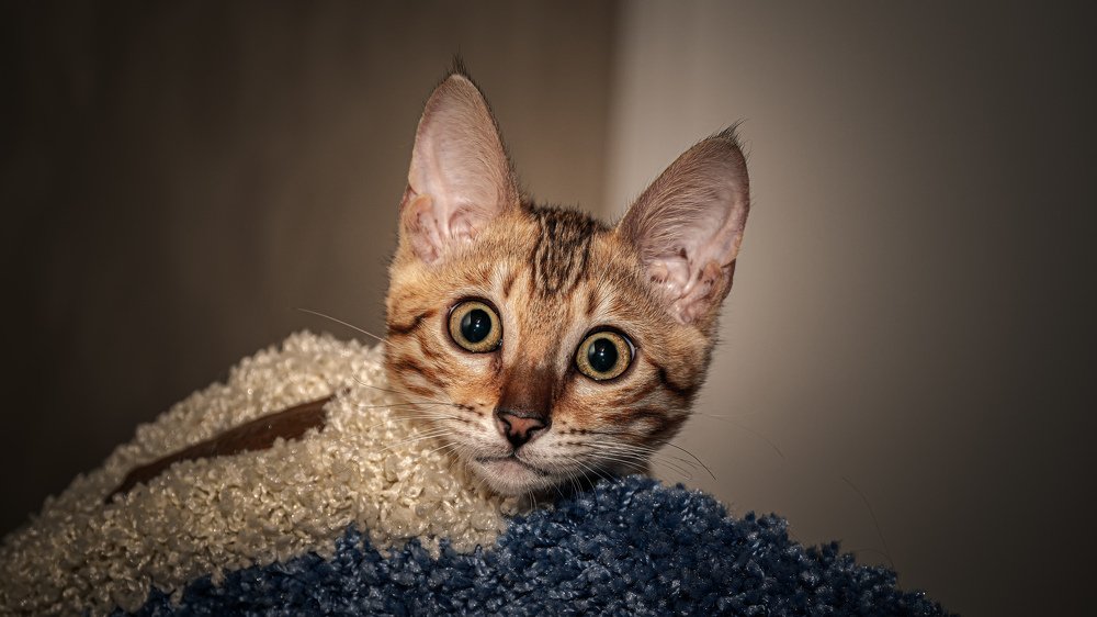 Взгляд Бенгальского котёнка