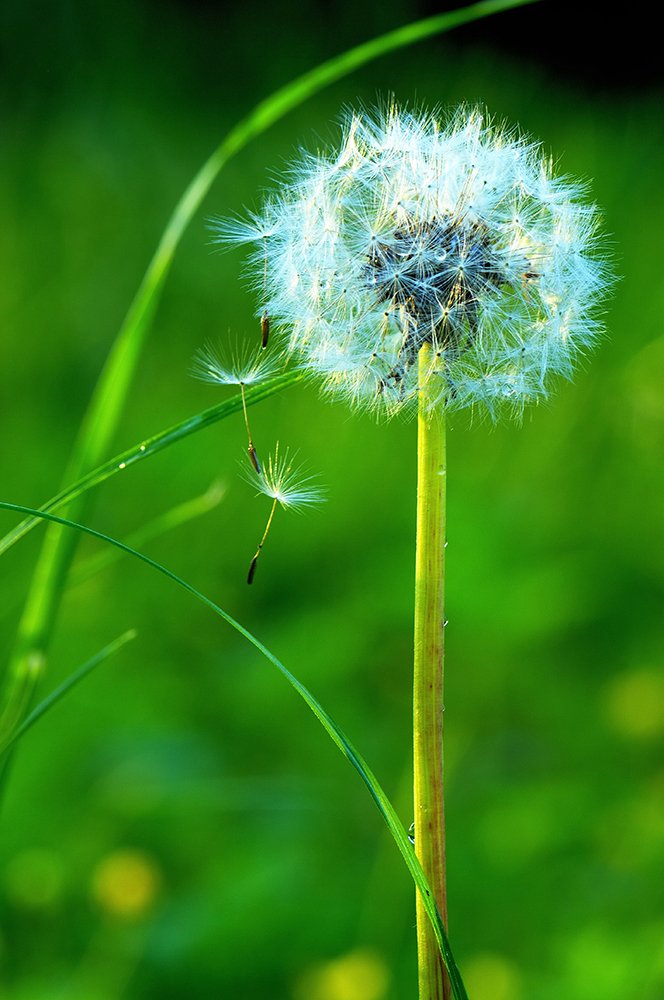 Dandelion parachuting