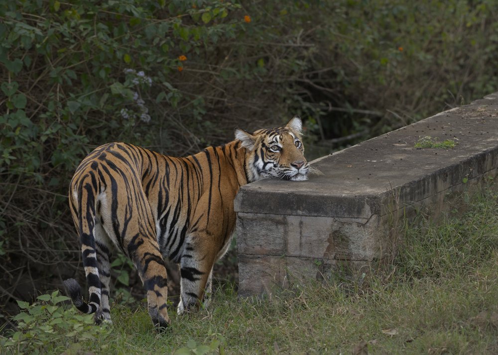 Photograph by Sunil Manikkath