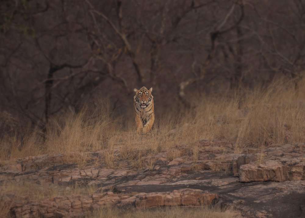 Photograph by Sunil Manikkath