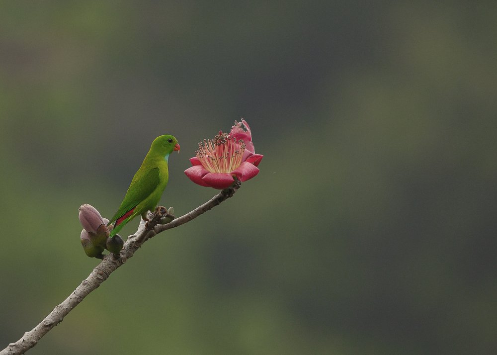 Photograph by Sunil Manikkath